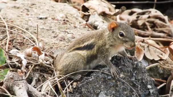 Chipmunk 속하는 포유류이다 녹색이다 그리고 아시아 의작은 사냥꾼들의 습하고 상록수 — 비디오
