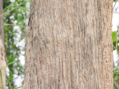 Ağaç, doğada yaşamı ve refahı temsil eden bir işarettir. Ağaçlar diğer canlılar için gölge oluşturur ve çevreye gölge düşürür. Kuşlar ve hayvanlar için yaşam alanı görevi görürler..
