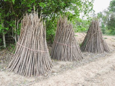 Uygun sulama ve uygun çevresel koşullarla büyümelerini sağlarım, böylece solma ya da ölme ihtimalleri ortadan kalkar.