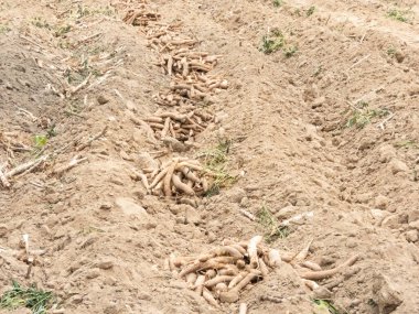 Cassava yığınının arkasında belli bir meta veya bölgeden elde edilen büyük miktarda cassava kökü var. Cassava bu besinlere çok ihtiyacı olan bir bitki. Yakın plan..