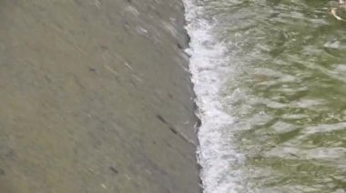 Su, suyun yumuşak sesi ve kuşların güzel ötüşü ile beton vadide akıyor. Doğanın güzelliğiyle dolu barışçıl bir atmosfer yarat. Yaklaş. yavaş çekim