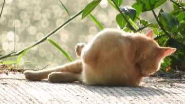 Sabahları güneş banyosu yapmak kedinizi sağlıklı tutar. Sabah güneşi çok sıcak değil. Kediler çok sıcak hissetmesin diye. Kendini temizlemek için vücudunu ön ve arka ayaklarıyla yaladı.
