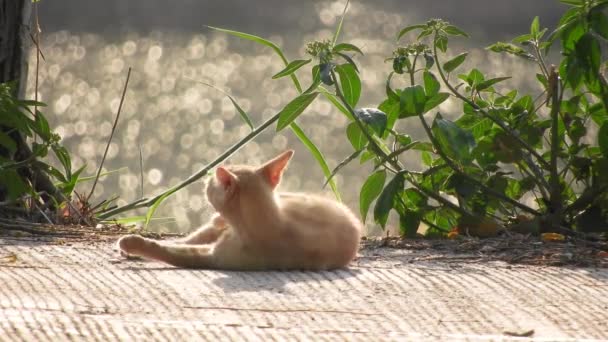 Prendere Sole Catbagnarsi Sole Mattino Manterrà Vostro Gatto Sano Sole — Video Stock