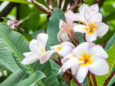 Frangipani veya Plumeria olarak da bilinen Kamboja çiçekleri canlı ve güzel kokulu çiçekleriyle ünlüdür. Bu zarif çiçekler beyaz, pembe, sarı ve kırmızı gibi çeşitli renklerde gelir. Yaklaş.