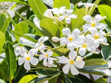Frangipani veya Plumeria olarak da bilinen Kamboja çiçekleri canlı ve güzel kokulu çiçekleriyle ünlüdür. Bu zarif çiçekler beyaz, pembe, sarı ve kırmızı gibi çeşitli renklerde gelir. Yaklaş.