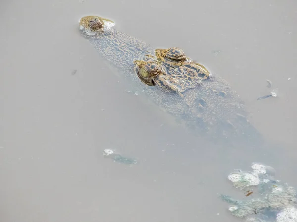 Süßwasserkrokodile Sind Süßwassersäugetiere Die Süßwassergebieten Oder Sümpfen Thailand Leben Anders — Stockfoto