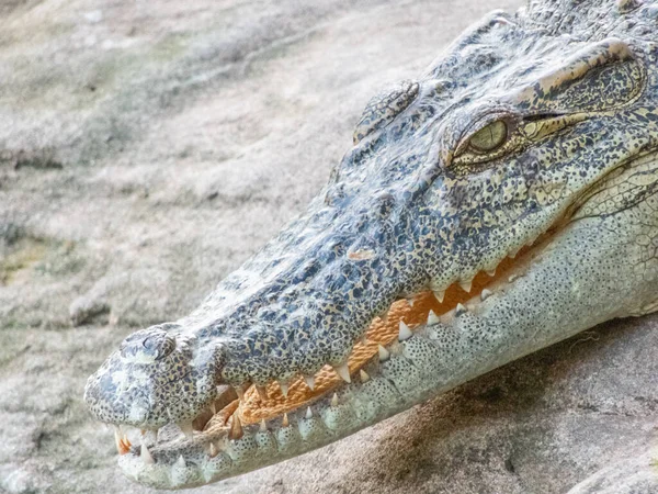 Les Crocodiles Eau Douce Sont Des Mammifères Eau Douce Qui — Photo
