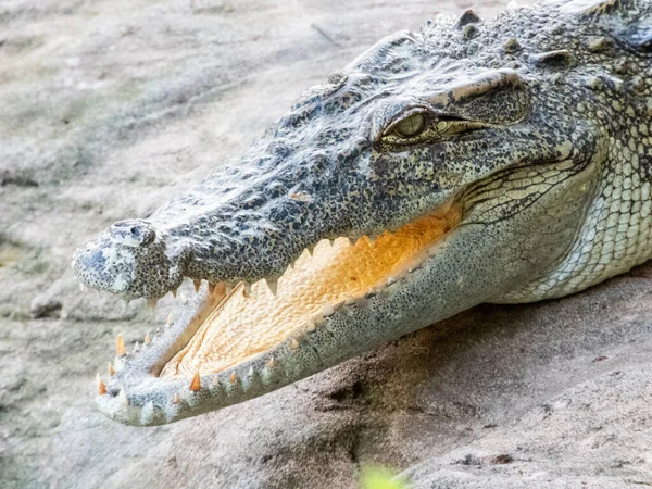 Les Crocodiles Eau Douce Sont Des Mammifères Eau Douce Qui — Photo