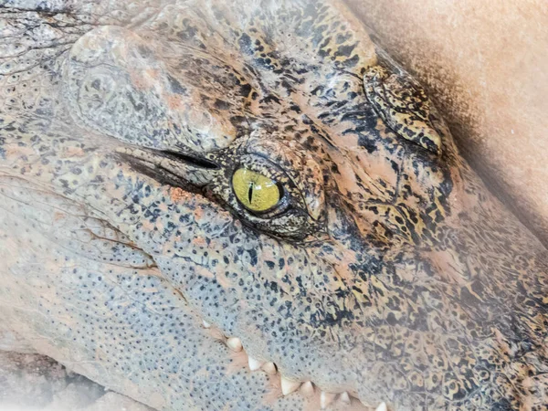 Crocodilos Água Doce São Mamíferos Água Doce Que Vivem Áreas — Fotografia de Stock