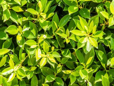 Yeşil yaprak arka planı, yeşil bir senfoni oluşturan canlı yeşillik bolluğu ile doğanın gür bir duvar halısını oluşturdu. Yeşilin çeşitli tonları uyum içinde kaynaştı, yakın çekim. Geçmişi. ağaç