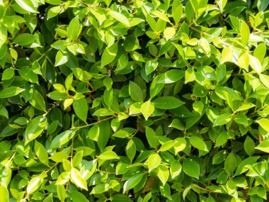 Yeşil yaprak arka planı, yeşil bir senfoni oluşturan canlı yeşillik bolluğu ile doğanın gür bir duvar halısını oluşturdu. Yeşilin çeşitli tonları uyum içinde kaynaştı, yakın çekim. Geçmişi. ağaç