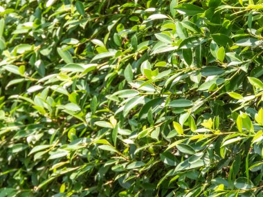 Yeşil yaprak arka planı, yeşil bir senfoni oluşturan canlı yeşillik bolluğu ile doğanın gür bir duvar halısını oluşturdu. Yeşilin çeşitli tonları uyum içinde kaynaştı, yakın çekim. Geçmişi. ağaç