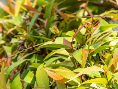 Syzygium australe, Avustralya 'da yetişen güzel bir çalı ağacı. Lezzetli yeşil yaprakları ve yoğun büyümesiyle doğal bir dokunuş ekliyor..