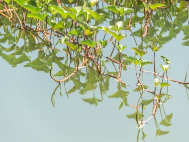 Su ıspanağı veya kangkong olarak da bilinen 