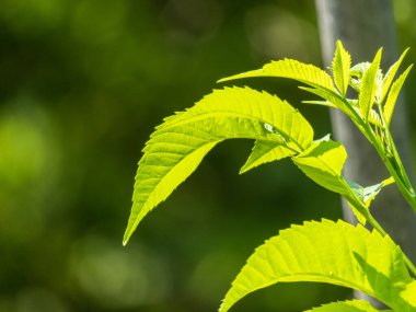Yeşil yaprak arka planı, yeşil bir senfoni oluşturan canlı yeşillik bolluğu ile doğanın gür bir duvar halısını oluşturdu. Yeşilin çeşitli tonları uyum içinde kaynaştı, yakın çekim. Geçmişi. ağaç