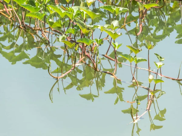 Su ıspanağı veya kangkong olarak da bilinen 