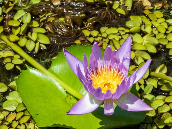 The lotus, with its delicate petals and serene presence, symbolized beauty, purity, and spiritual enlightenment. Emerging gracefully from the muddy waters, the lotus flower represented the journey.