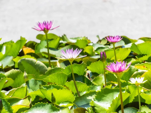 The lotus, with its delicate petals and serene presence, symbolized beauty, purity, and spiritual enlightenment. Emerging gracefully from the muddy waters, the lotus flower represented the journey.