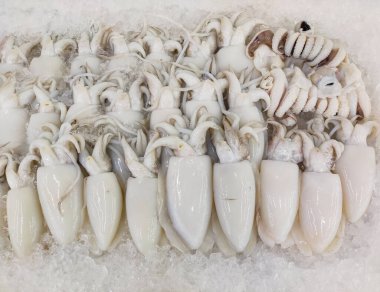 Son derece dikkatli bir şekilde, büyüleyici mürekkep balığını buz tepsisinin içine yerleştirdiler, yanardöner vücutları ruhani parıltıyı yansıtıyordu. Tepsi büyüleyici bir su tablosuna dönüştüğünde, dondu. Yakın çekim.