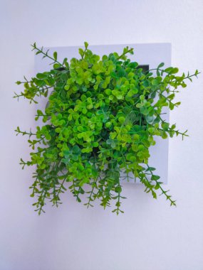 Duvarda asılı yeşil bitkiler ferahlatıcı ve canlı bir atmosfer yaratarak, evin içine doğanın bir dokunuşunu getiriyor. Yeşillik, herhangi bir yere bir renk ve sakinleştirici bir varlık ekler, kapatın..