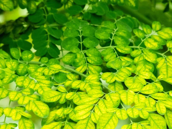 Folhas Verdes Verdejantes Planta Com Seus Tons Exuberantes Vibrantes Dão — Fotografia de Stock