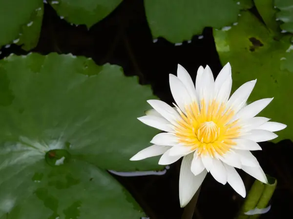 Lotus Avec Ses Pétales Délicats Présence Gracieuse Symbolise Pureté Illumination Photo De Stock