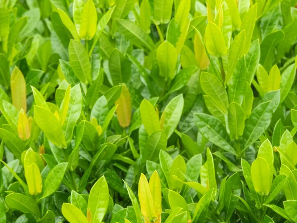 Μαγευτική Υφή Πράσινου Φύλλου Είναι Σαγηνευτικό Μείγμα Των Αποχρώσεων Μοτίβα — Φωτογραφία Αρχείου