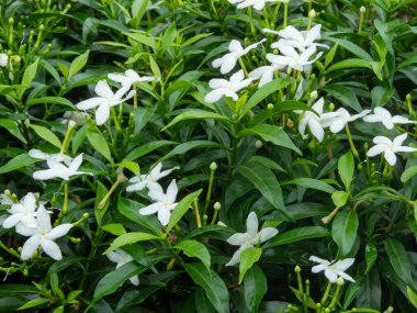 Yasemin Sambac, aynı zamanda Arap yasemini olarak da bilinir, sarhoş edici kokusu ve narin beyaz çiçekleriyle duyularını cezbeder. Zarif varlığı her bahçeye egzotik güzellikler katar.