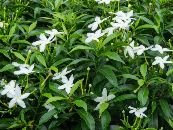 stock image Jasmine Sambac, also known as Arabian jasmine, captivates the senses with its intoxicating fragrance and delicate,white blossoms.Its elegant presence adds touch of exotic beauty to any garden.close up