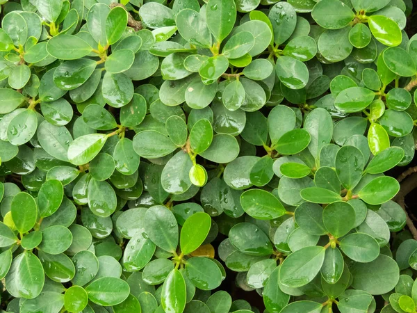 Folhas Verdes Verdejantes Planta Com Seus Tons Exuberantes Vibrantes Dão — Fotografia de Stock