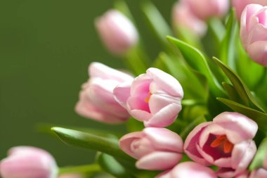 Yeşil arka planda güzel pembe laleler. Renkli bahar çiçekleri. İlkbahar. Bir buket taze çiçek..