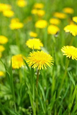 Sarı karahindiba çiçekleri ve yeşil çimenler. Güneşli bir günde sarı karahindiba çiçekli bahar yeşili çimenler. Bahar. Arkaplan