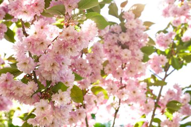 İlkbaharda pembe kiraz çiçeği. Bahar geldi. Güzel çiçek açan ağaç. Doğada bahar ve renkli arka plan. Japon kirazı, Sakura. Kapat.. 