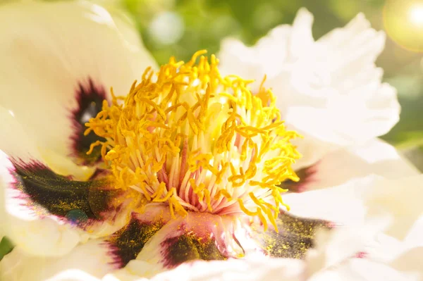 Zarte Rosa Pfingstrose Knospe Sonnenschein Floraler Hintergrund Nahaufnahme — Stockfoto