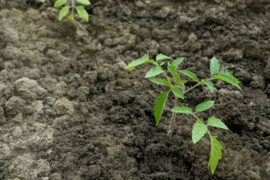 Bahçede domates yetiştiriyor, domates filizleniyor. Bahçedeki fidelerle bahar çalışması. Kapatın. Yan görünüm, metin için boşluk kopyala, çarpım yeri.