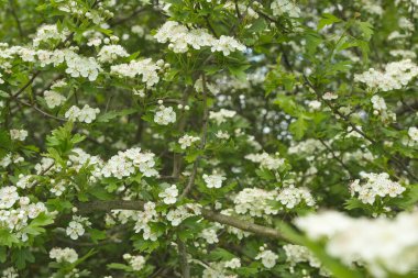 Baharda çiçek açan dikenli diken. Bilindik şahin dikeni, Crataegus monogyna. Doğa, çiçek açan arka plan.