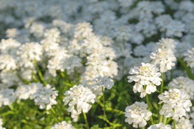 Sabahları beyaz açan iberiler semperviren olur. Beyaz yaz çiçekleri, yaklaşın. Yan görünüm, metin için kopyalama alanı, ürün yeri. Doğa arkaplanı.