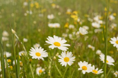 Güneşli yaz gününde papatya çiçekleri, yakın çekim. Güzel çayır çiçekleri. Çiçekli tıbbi papatyaları olan güzel bir doğa sahnesi. Yan görünüm, metin için boşluk kopyala. Doğa, çiçek açan arkaplan.