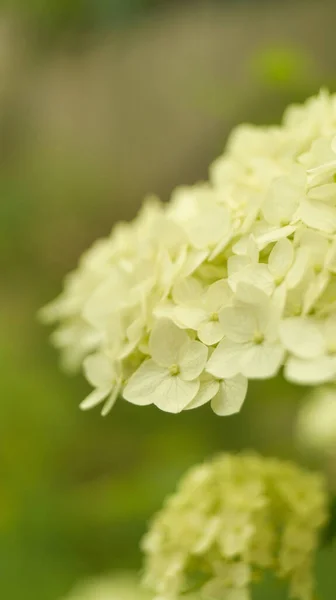 Wunderschön Blühende Weiße Hortensien Oder Glatte Hortensien Einem Garten Der lizenzfreie Stockbilder