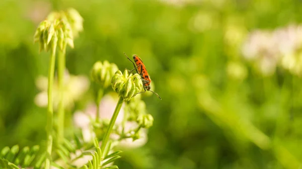 Primer Plano Fondo Hierba Verde Bengala Tallo Flor Pyrrhocoris Apterus — Foto de Stock