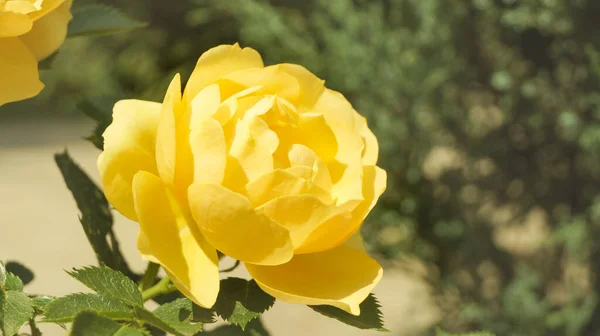 Цветок Желтой Розы Летнем Саду Цветоводство Выращивание Цветов Уход Растениями — стоковое фото