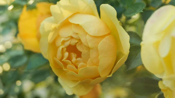 户外美丽的黄色玫瑰花的布景 黄色的玫瑰出现在花园的侧面 布什在花园里爬着黄色的玫瑰 花卉栽培 花卉种植 植物护理概念 — 图库照片