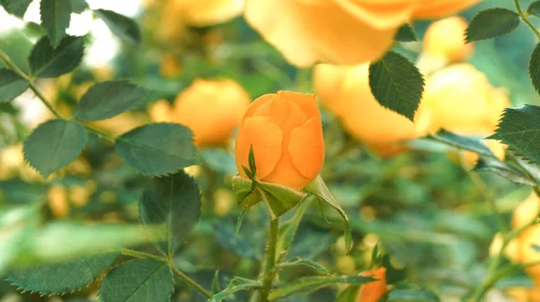 玫瑰嫩嫩嫩的玫瑰在花园里的一片黄色的花丛上绽放 香花用于香水 化妆品生产 侧视图 — 图库照片