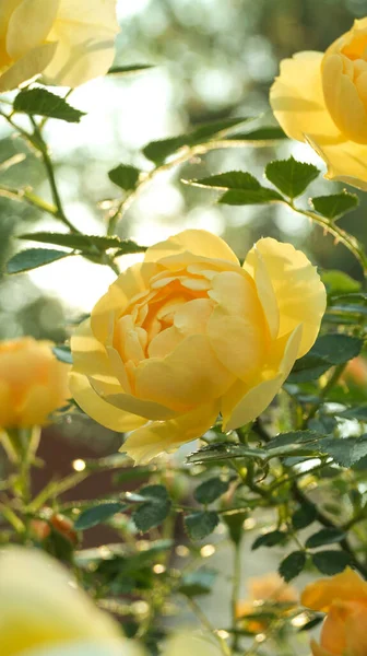 夏天花园里长着黄色美丽的玫瑰 夏天的花园里 黄色的花园在灌木丛中升起 化妆品用玫瑰 — 图库照片