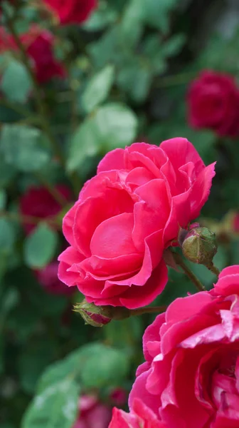粉红色的玫瑰在花园里 玫瑰灌木 香花用于香水 化妆品生产 侧视图 选择焦点 复制空间 — 图库照片