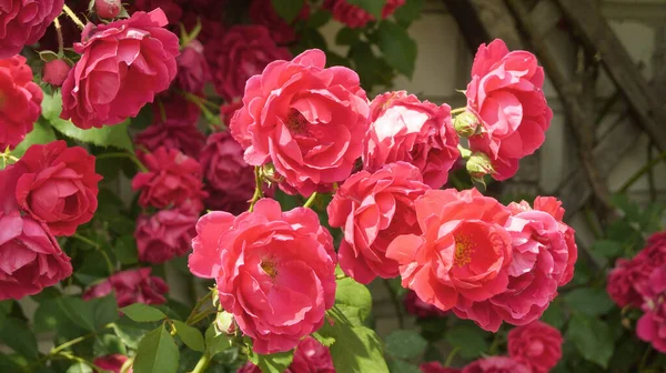 Rosa Rose Garten Blumenbusch Duftende Blume Für Parfümerie Kosmetikproduktion Seitenansicht — Stockfoto