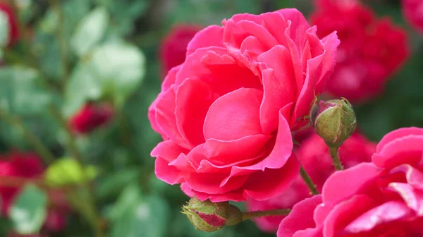 粉红色的玫瑰在花园里 玫瑰灌木 香花用于香水 化妆品生产 侧视图 选择焦点 复制空间 — 图库照片