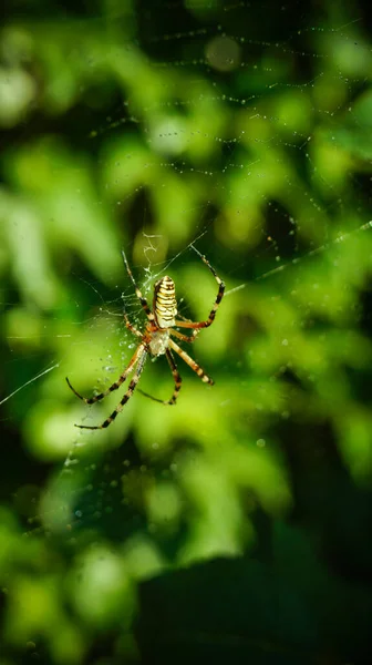 清晨露水在蜘蛛网上 在模糊的背景下 由奇异的带条纹蛛网蜘蛛组成的遮挡 有选择的重点 侧视图 — 图库照片