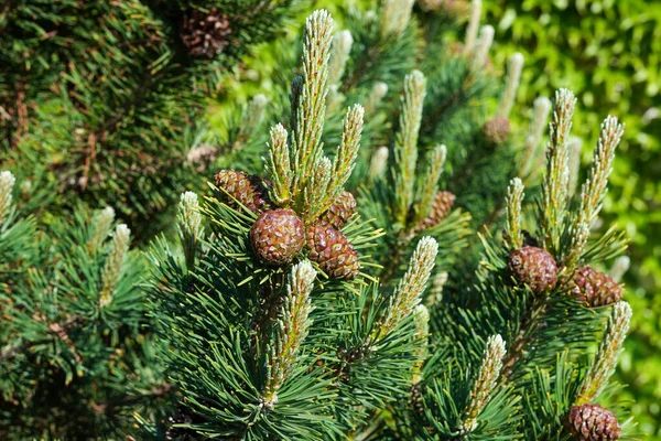 常緑針葉樹の上の平らな円錐形 森の中の枝に松のコーンのクローズアップ クリスマスのコンセプト 松の実とモミの枝 松の実のクローズアップスケール — ストック写真