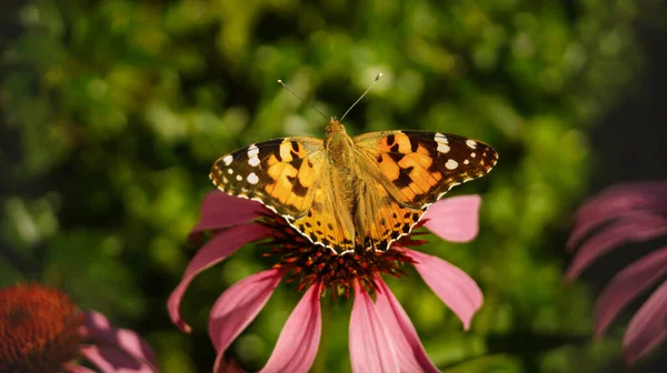 Színes Pillangó Narancssárga Fekete Szárnyakkal Rózsaszín Virág Felett Elmosódott Háttér — Stock Fotó